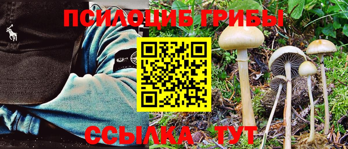 Псилоцибиновые грибы Psilocybe  Псилоцибиновые грибы ЛСД  Каменка  Вход с VPN 